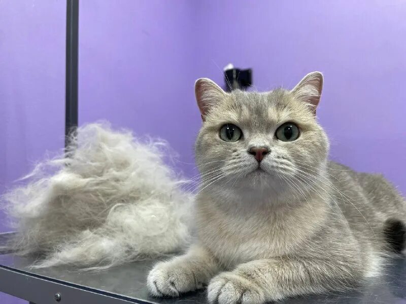 Пушистый рай дата выхода серий. Пушистый рай дата выхода серий. Пушистый рай дата выхода серий. Пушистый рай дата выхода серий. Пушистый рай дата выхода серий.