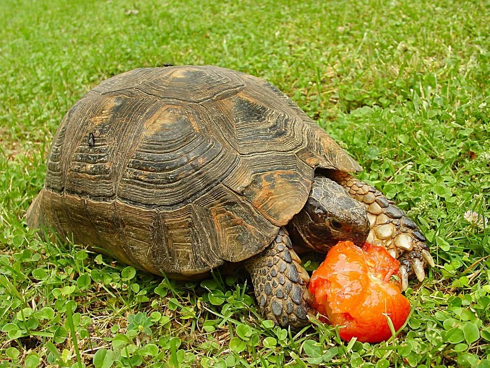 Черепаха белка. Черепаха. черепахи домашние. черепаха домашняя. что кушают черепахи.