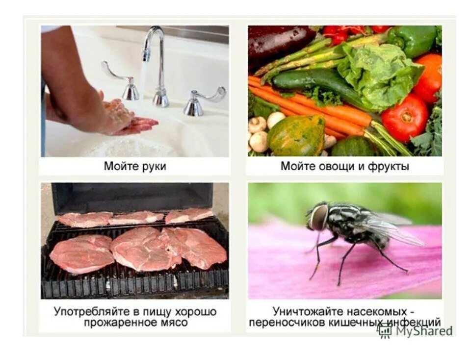 возбудители инфекционных болезней животных. возбудители кишечных заболеваний микробиология. бактерии вызывающие кишечные инфекции. возбудители пищевых инфекций. дизентерия механизм и пути передачи.