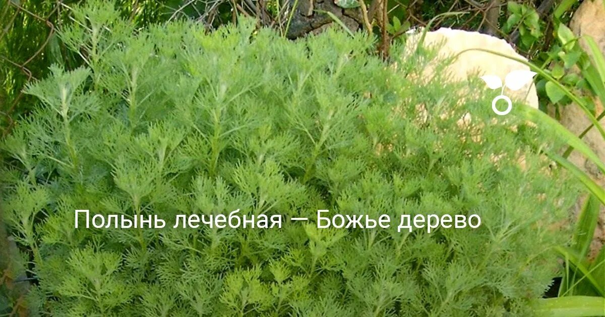 Полынь лимонная