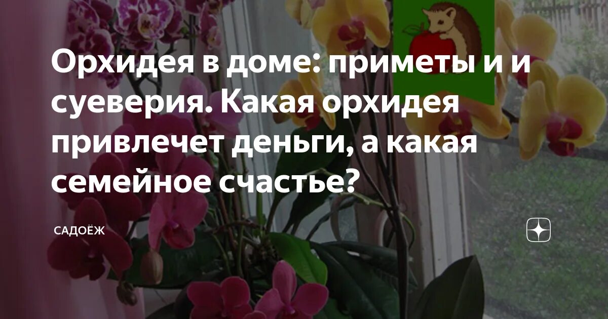 Фаленопсис приметы и суеверия. Орхидея в доме приметы и суеверия. Орхидея фаленопсис приметы и суеверия. Орхидеи суеверия. Орхидеи нельзя держать дома