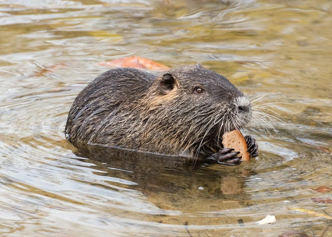 Болото бобры. Myocastor coypus нутрия. Бобер нутрия и ондатра. Нутрия болотный Бобр. Коипу Бобр болотный Бобр.