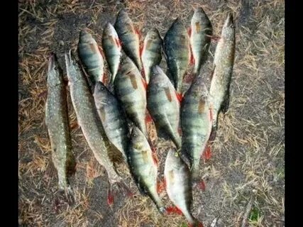 Рыбак поймал щуку и карася