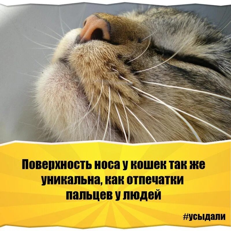 Необычные факты о животных для детей. Интересные факты про животных. Интиреснеыефактыожывотных. Интересные факты о зверях. Удивительные факты о животных.