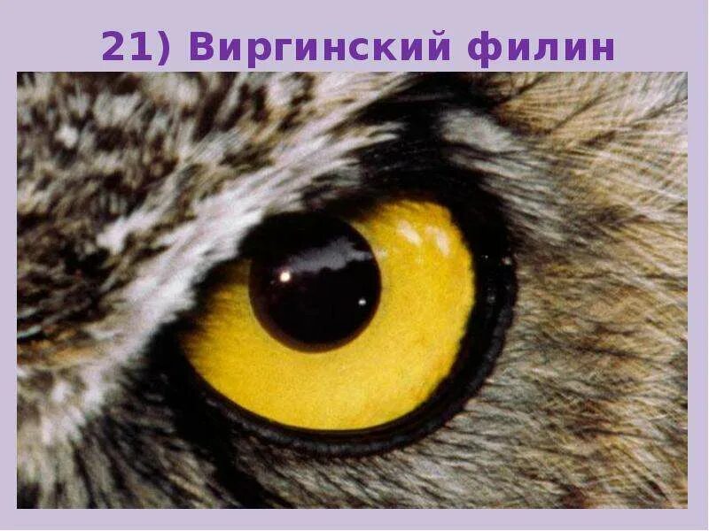 Глаза различных животных. Глаза животных. необычные глаза животных. глаза зверя. зверь с желтыми глазами.