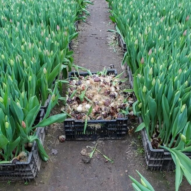 Ящики для выращивания тюльпанов. Доращивание луковиц тюльпанов. Рассада луковичных тюльпанов. Всходы тюльпанов. Посадка тюльпанов в ящики.