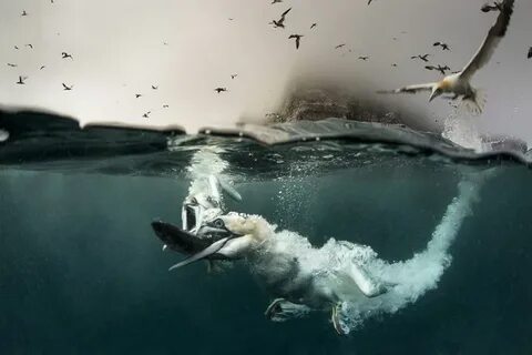 Чайки под водой