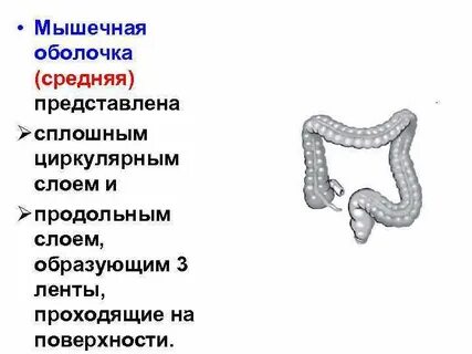 Оболочки толстого кишечника
