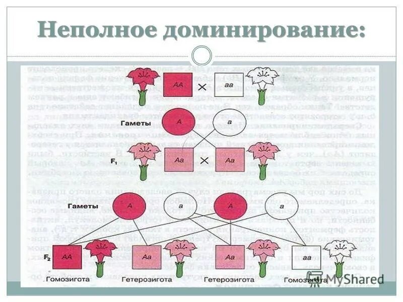 Полное неполное кодоминирование