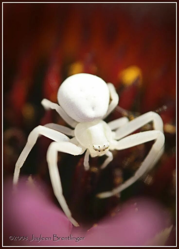 Datei:Veraenderliche krabbenspinne 1024.jpg - Wikipedia