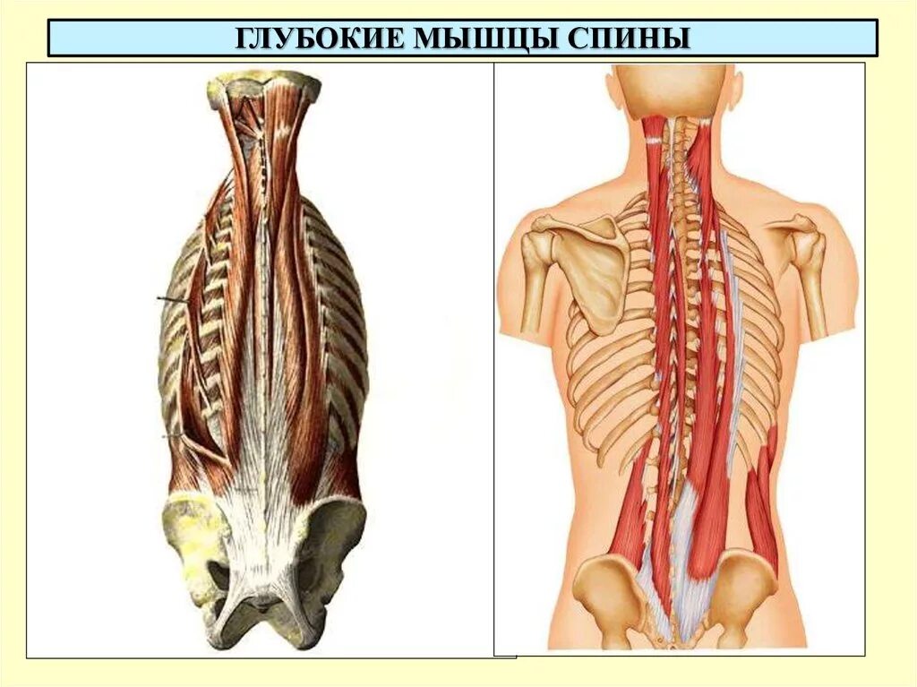 Глубокие спинные. Мышцы разгибатели позвоночника анатомия. Глубокие разгибатели спины мышца. Глубокие мышцы спины вентрального происхождения. Мышца выпрямляющая позвоночник анатомия.