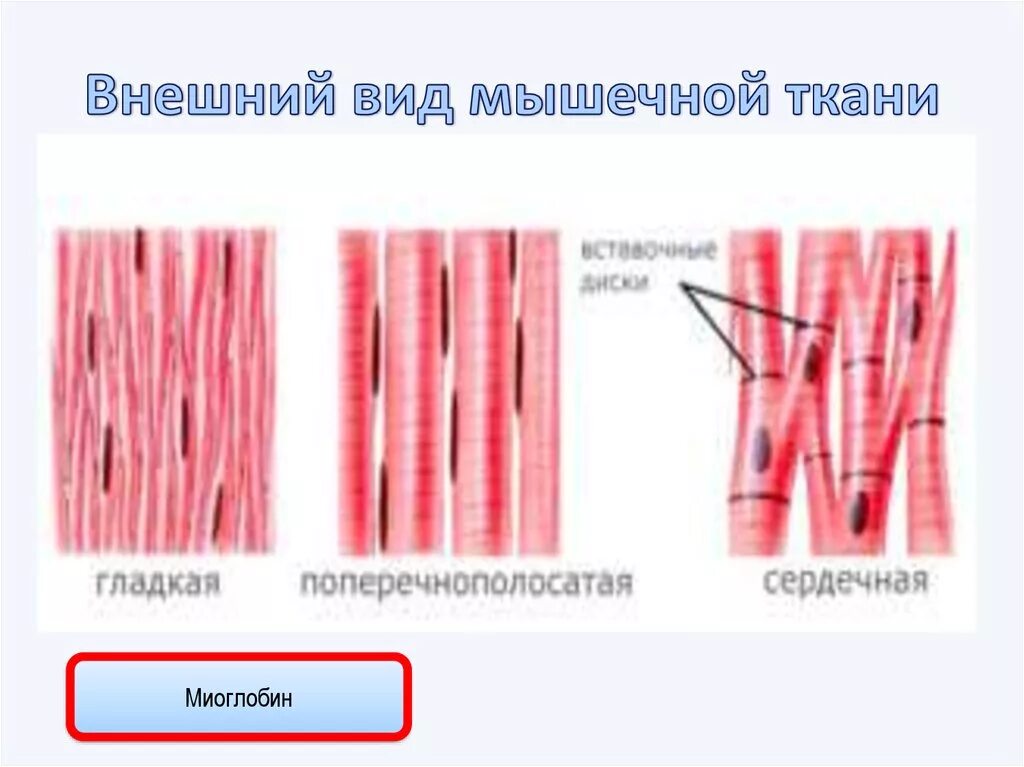 Типы мышц
