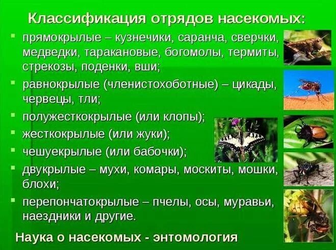 Сравнительная таблица отрядов насекомых. Классификация насекомых отряды. класс насекомые отряды насекомых. особенности класса насекомые. характеристика отрядов насекомых.