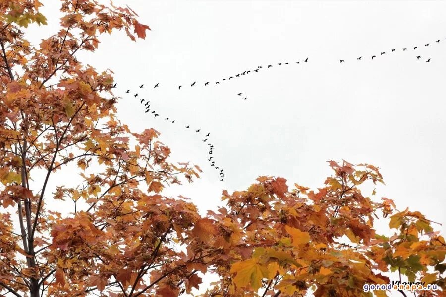 Осень листья давно облетели. Осенние птицы. Птицы осенью. Птицы улетают осенью. Осенью улетают на Юг.