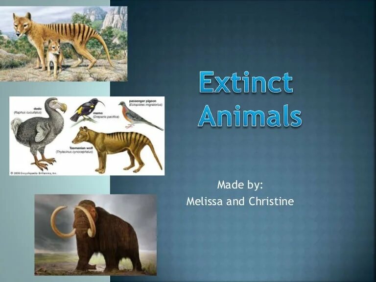 Биологический вид иллюстрация. Вымершие животные. What causes animal extinction in zetland. What causes animal extinction in zetland. Extinction of species causes.