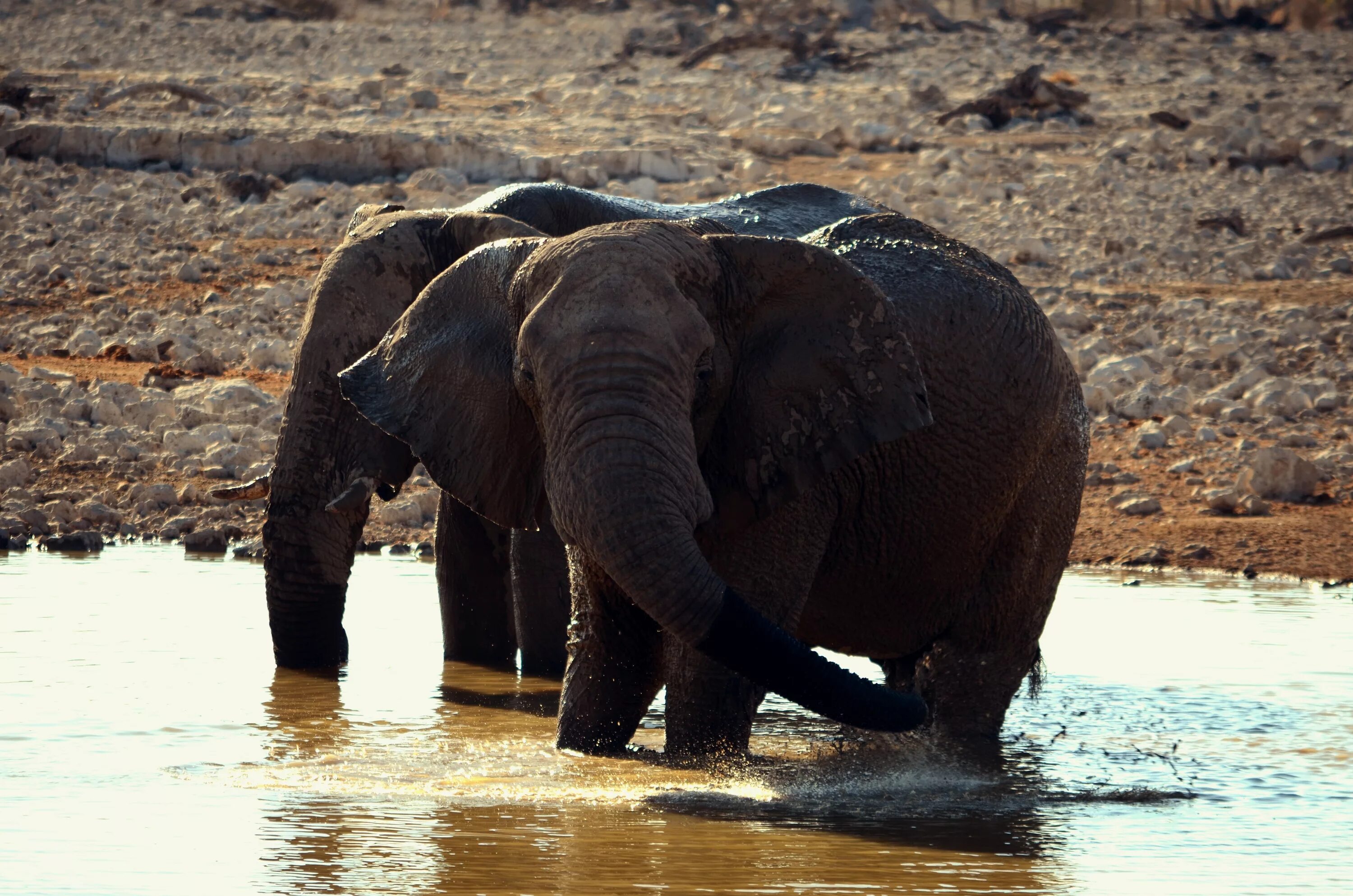 Слоны. Пятнистые слоны. Слон фото. Заставка слоны. Two elephants