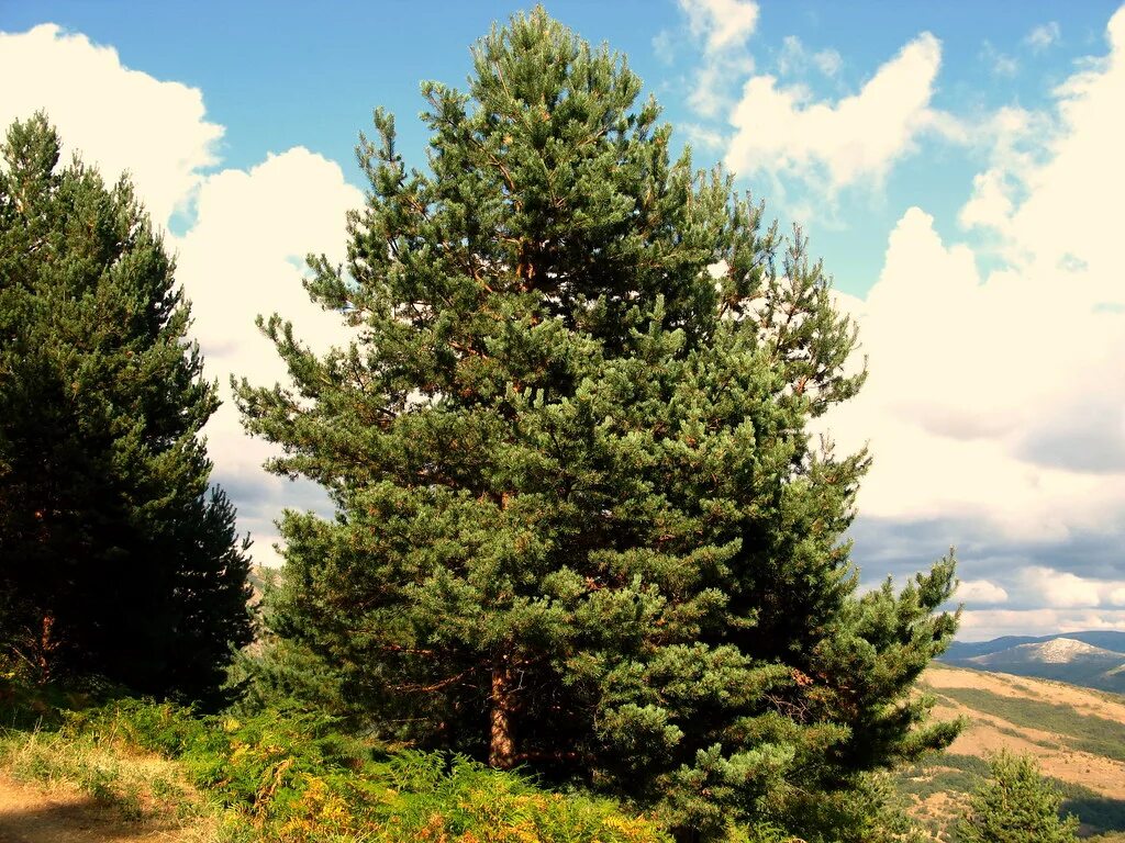 Голосеменные растения сосна обыкновенная. Сосна обыкновенная группа. Pinus sylvestris). Сосна обыкновенная крупномер. Сосна обыкновенная watereri ватерери.