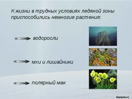 Как изменяется продолжительность лета от ледяной зоны