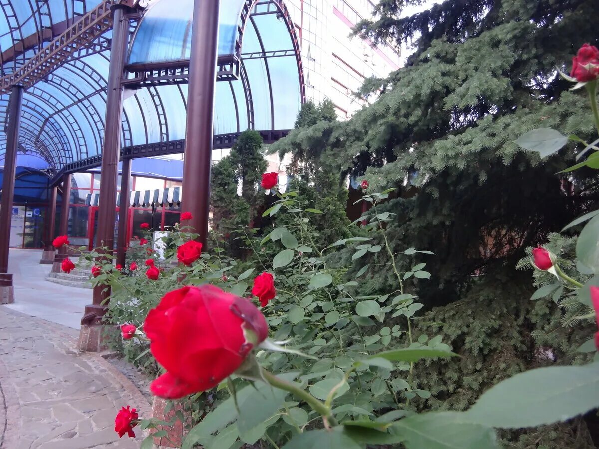 магазин город роз