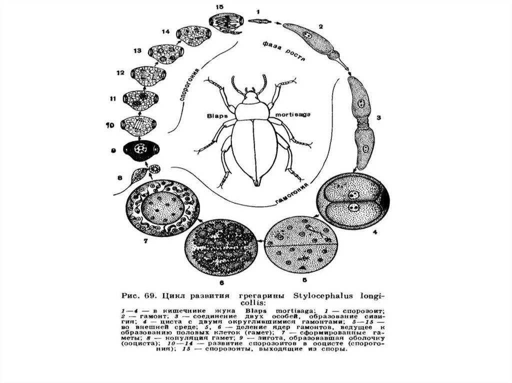 Жизненный цикл малярийного плазмодия схема. Цикл развития малярийного плазмодия. Жизненный цикл споровиков схема. Цикл развития простейших схемы.
