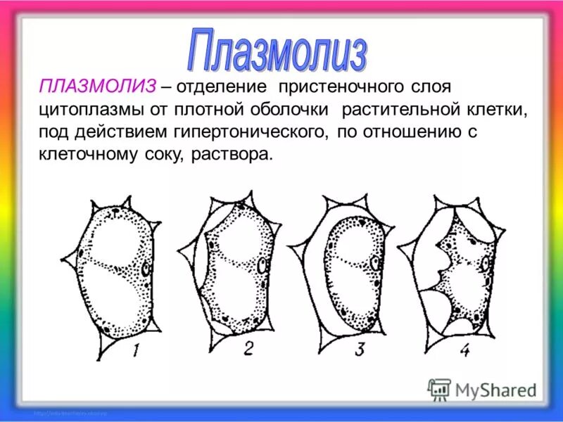 Наблюдение плазмолиза. Тургор плазмолиз деплазмолиз клетки. Плазмолиз и деплазмолиз в растительной клетке. Уголковый плазмолиз.