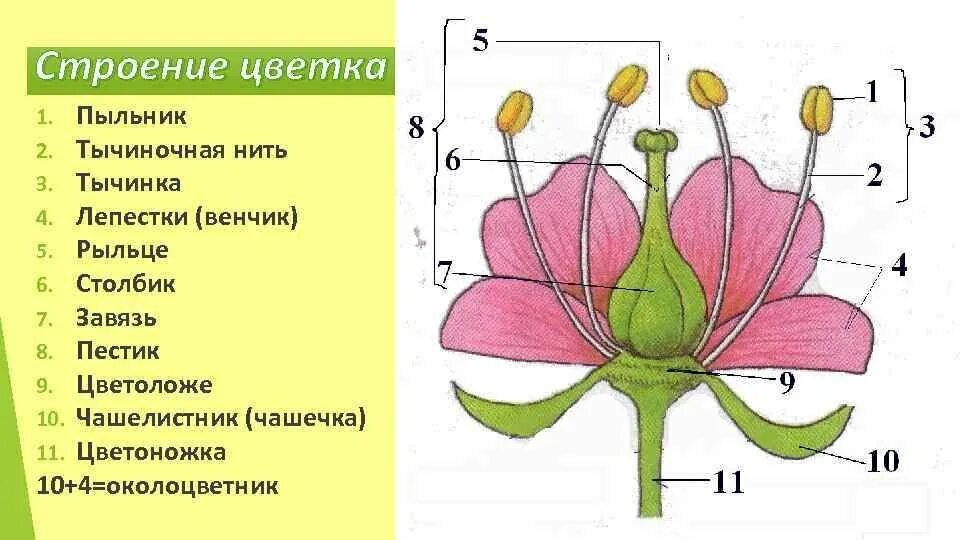 Строение цветковых рисунок. Строение и многообразие покрытосеменных растений. Строение цветка покрытосеменных. Строение цветка 6 класс биология покрытосеменных. Схема строения покрытосеменных растений.