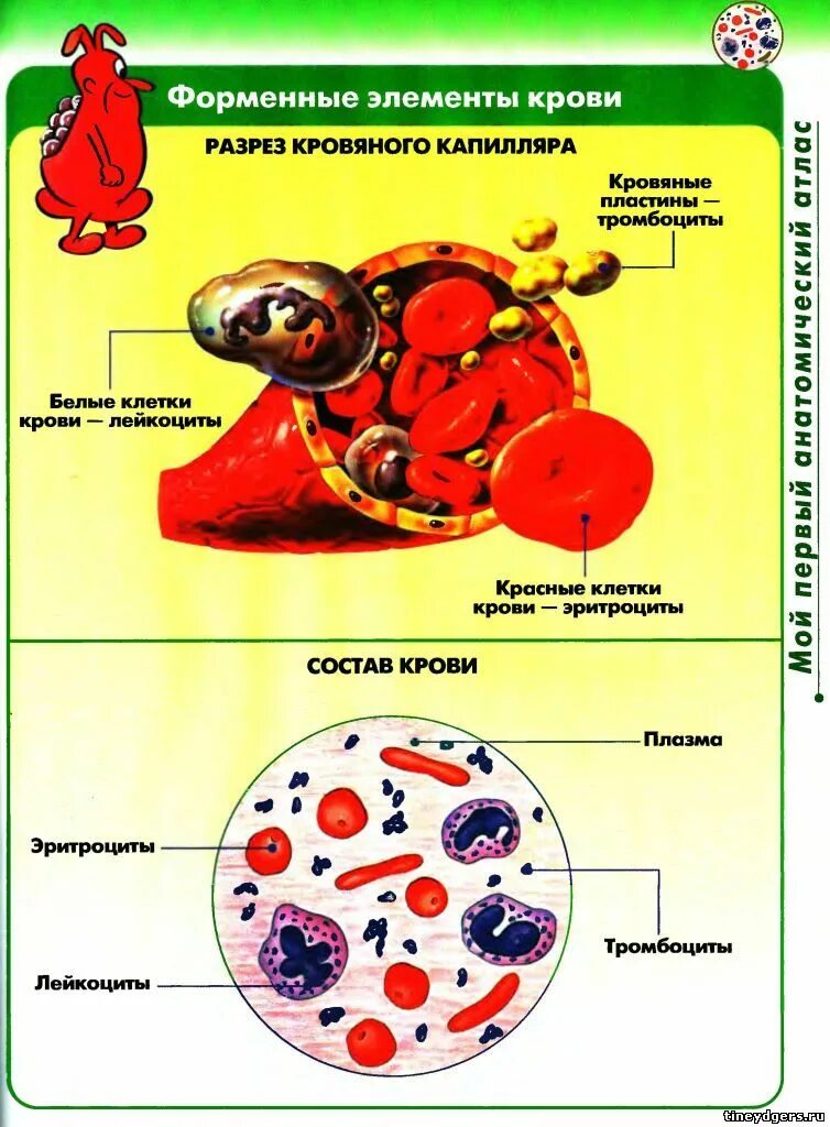 Кровь строение рисунок. Состав крови анатомия. Строение крови человека. Плазма и форменные элементы крови. Клеточное строение крови.