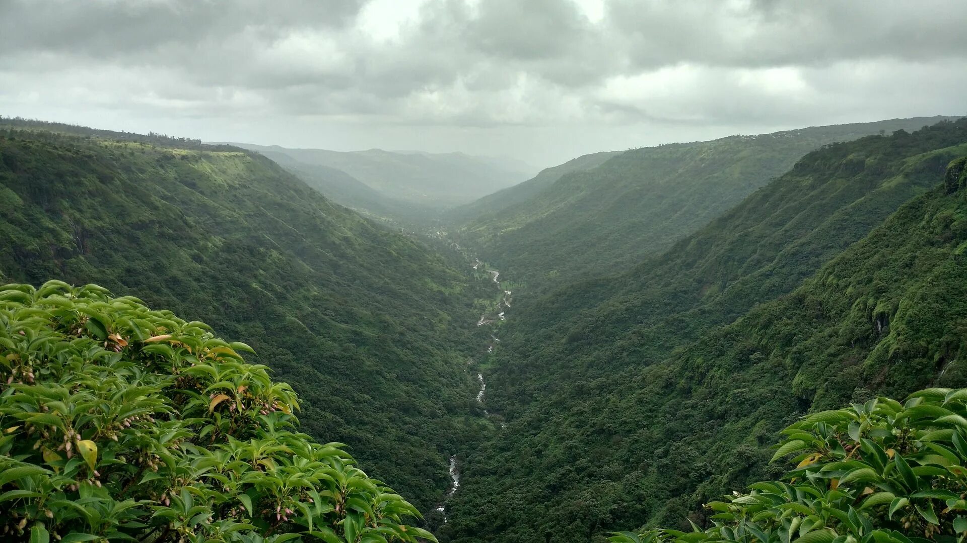 Вечнозеленая страна. Тропические джунгли Индии. Муссонные леса Индии. Джунгли Тераи Индии. Тропические леса Гималаи.