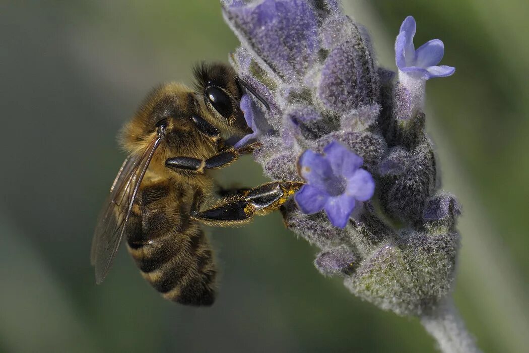 Апи пчела. Медоносная пчела. Медоносная пчела APIS mellifera. Пчела медоносная домашняя (APIS mellifera Linnaeus). Капские медоносные пчелы.