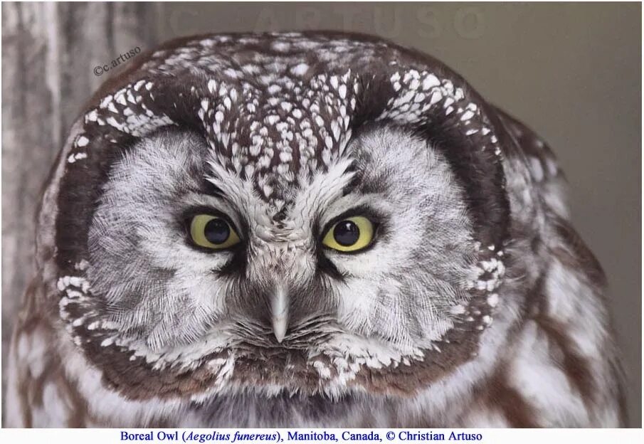 Eyeless Owl Wikipedia. Squinting Eyes Owl. Funny Owl squinting Eyes. Серая сова на китайском