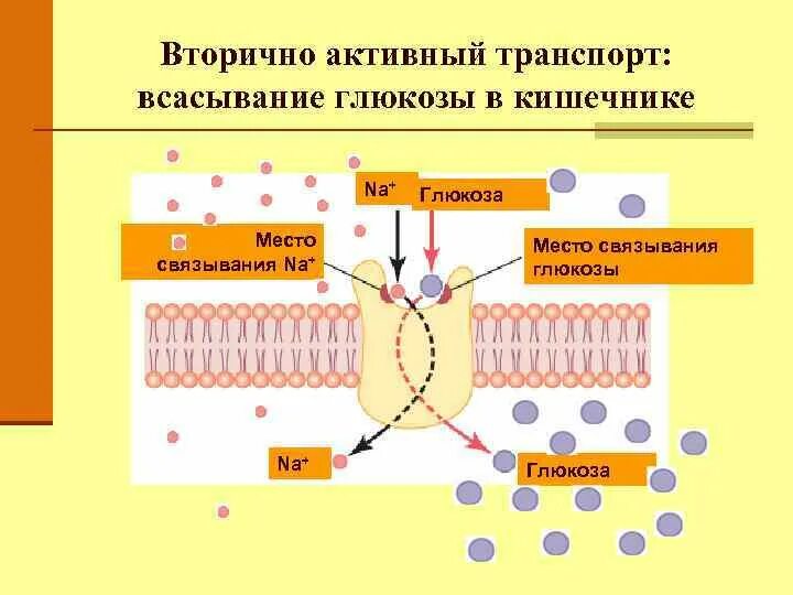 Вторичный активный транспорт. Вторично-активный транспор. Вторично активный транспорт Глюкозы. Схема вторично активного транспорта.