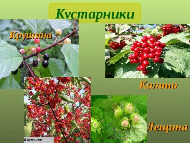Какой кустарник является культурным орешник смородина. Какой кустарник является культурным орешник смородина