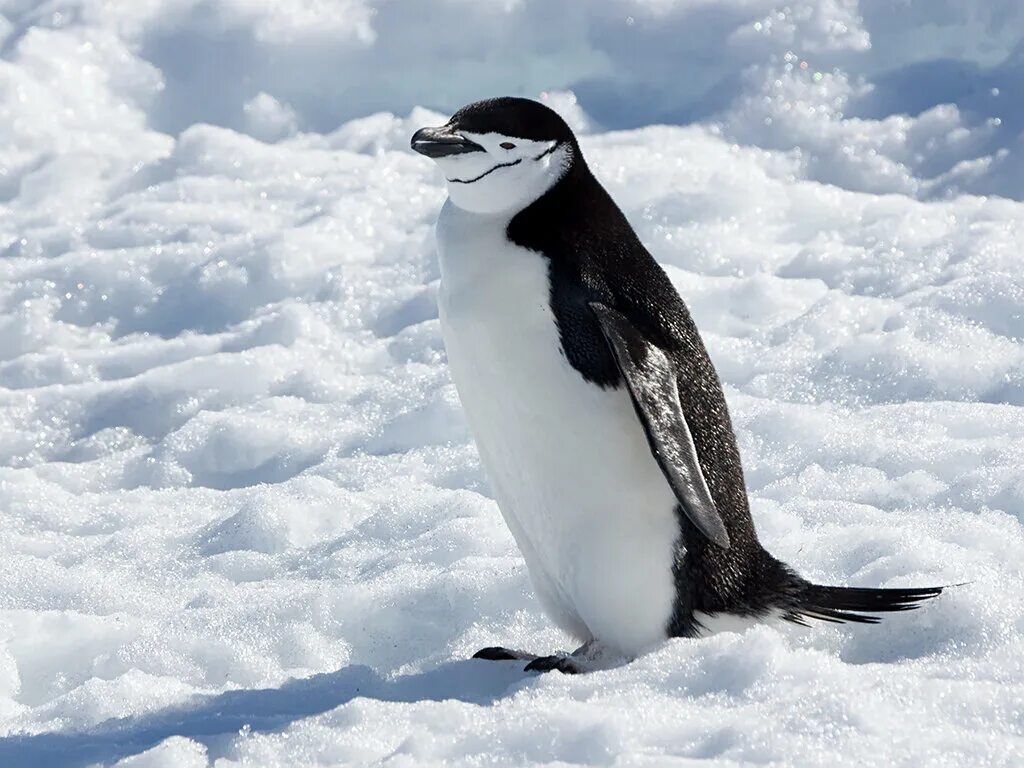 Птицы живущие в антарктиде. Пингвин Chinstrap. Антарктический Пингвин. Антарктические пингвины (Pygoscelis). Императорский Пингвин в Антарктиде.