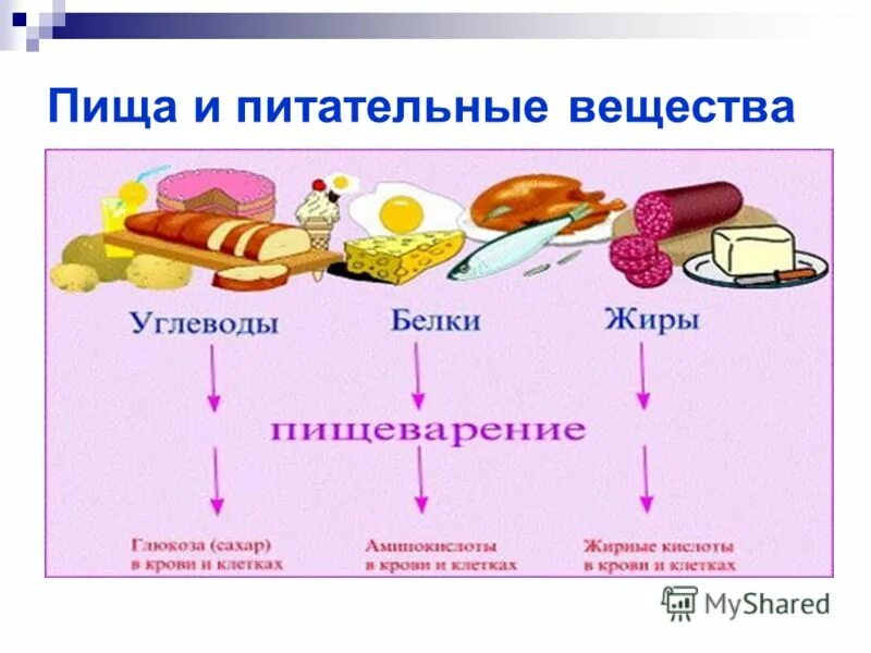Питательные вещества мышц. Питательные вещества. белки жиры углеводы. пища и питательные вещества. белок жиры и углеводы.