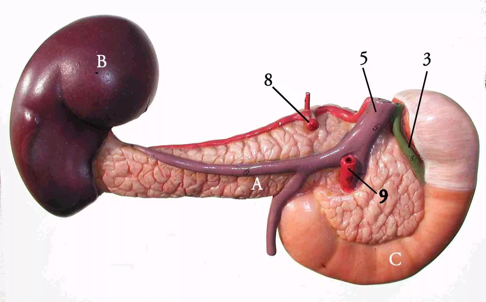 Селезенка это орган. Селезенка анатомия. Печень поджелудочная железа селезенка. Селезенка паренхиматозный орган. Селезёнка АНАТОМИЯПОДЖЕЛУДОЧНАЯ железа.