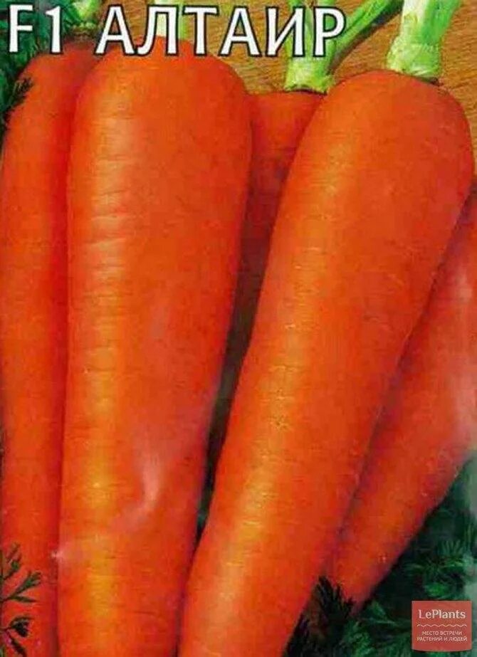 Морковь семена лучшие сорта для открытого. Сорт моркови Альтаир. Морковь сорт Шантеклер. Альтаир f1 морковь семена. Морковь семена лучшие сорта для открытого грунта Сибирь.