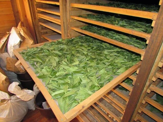 Ферментация чайного листа. Сушка листьев. Сушка листьев. Ферментация чая в китае. Ферментация чайноготлиста.