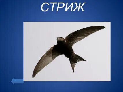 Скорость ласточки в полете