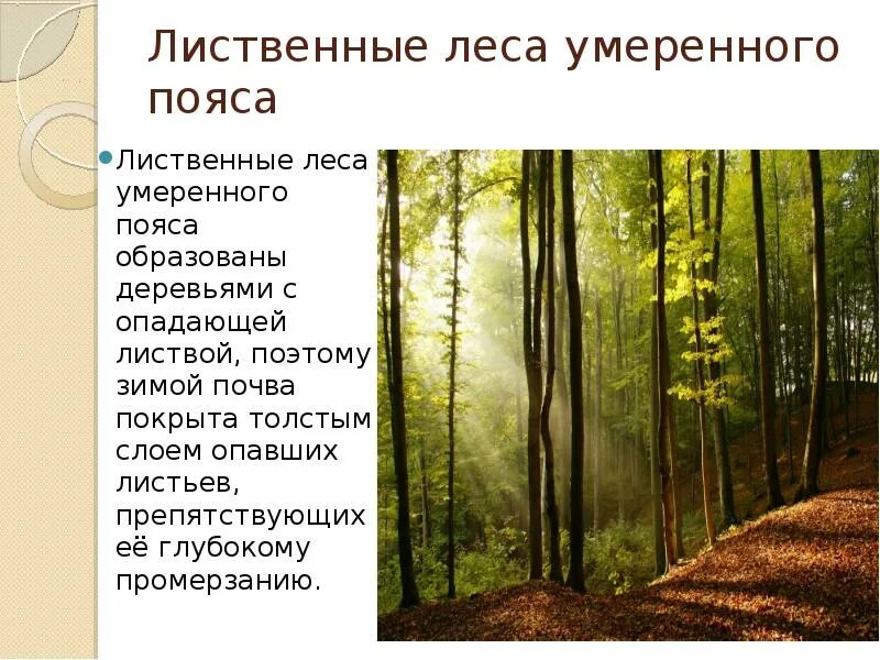 Климатические условия смешанных и широколиственных