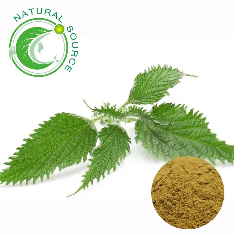 Urtica dioica leaf extract. Urtica cannabina крапива коноплевая. Листья крапивы двудомной. Крапива (urtica dioica). Листьев крапивы.