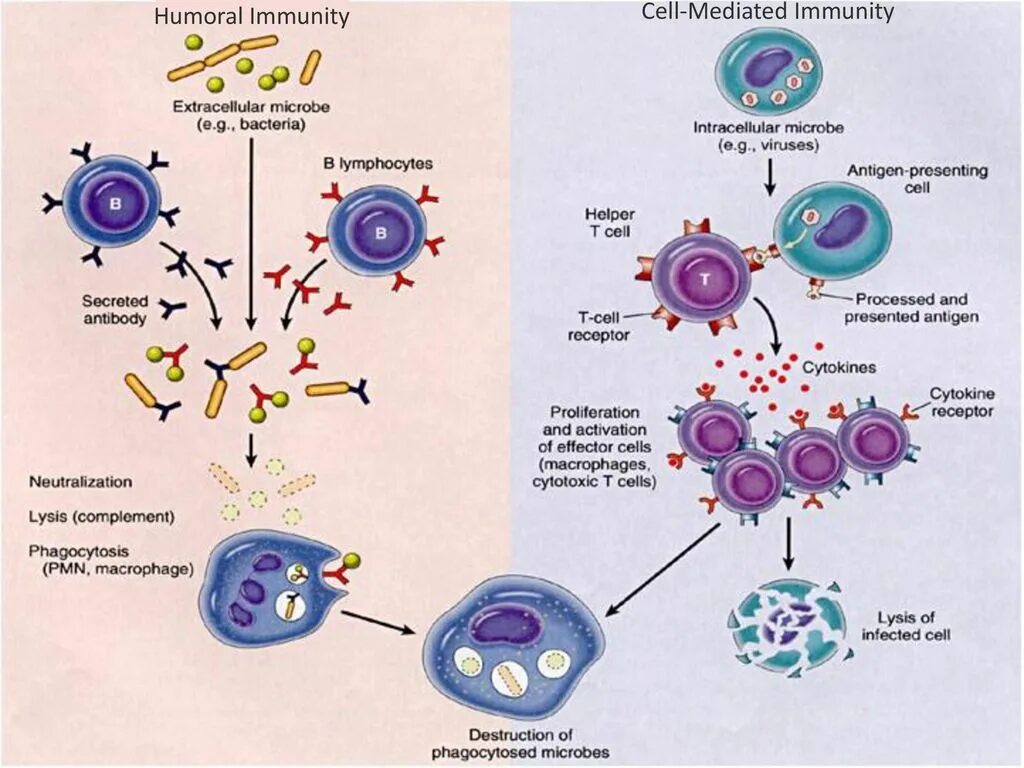 Клеточный и гуморальный иммунитет. Схема клеточного иммунного ответа. Лимфоциты гуморальный иммунитет. Схема гуморального иммунного ответа. Иммунный ответ выполняют