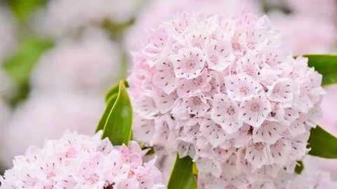 Nice flowers