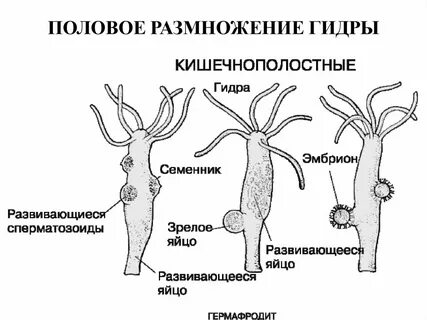 Особенности размножения пресноводной гидры