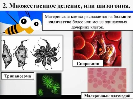 Упорядоченное деление это