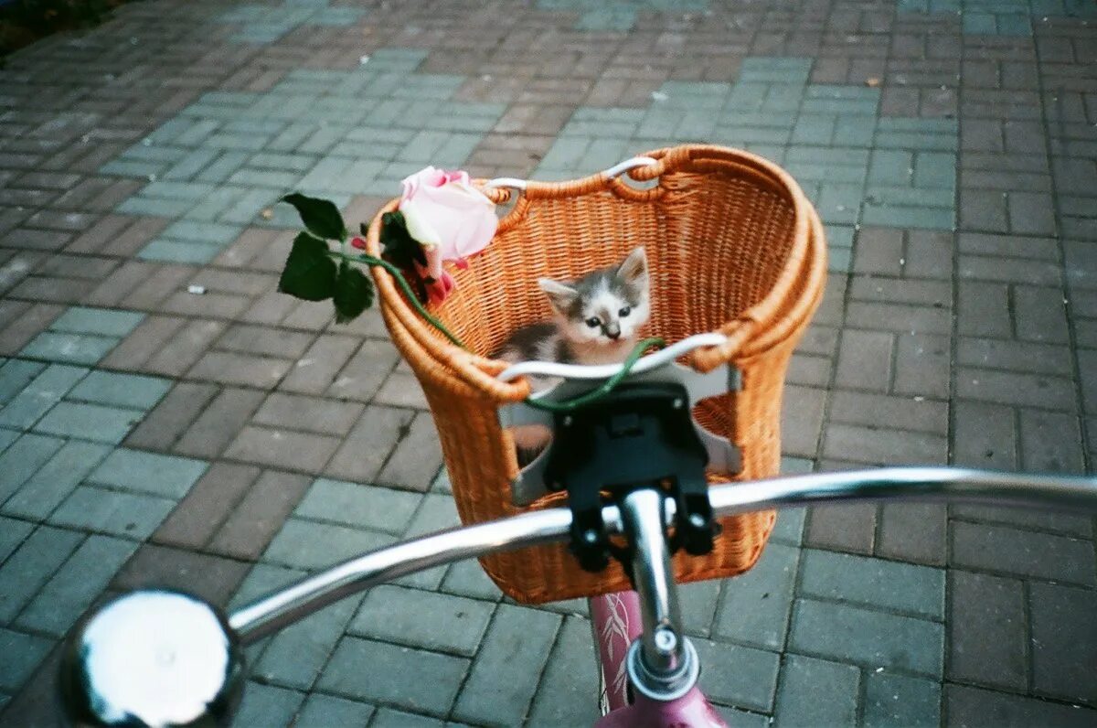 Кот на велосипеде. Кот в корзинке на велосипеде. Кошачий велосипед. Корзина для кота на велосипед.