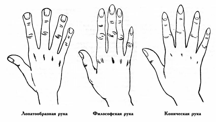 Признак музыкальных пальцев 8 букв. Типы рук в хиромантии. Типы пальцев на руках. Элементарный Тип руки. Форма кисти руки.