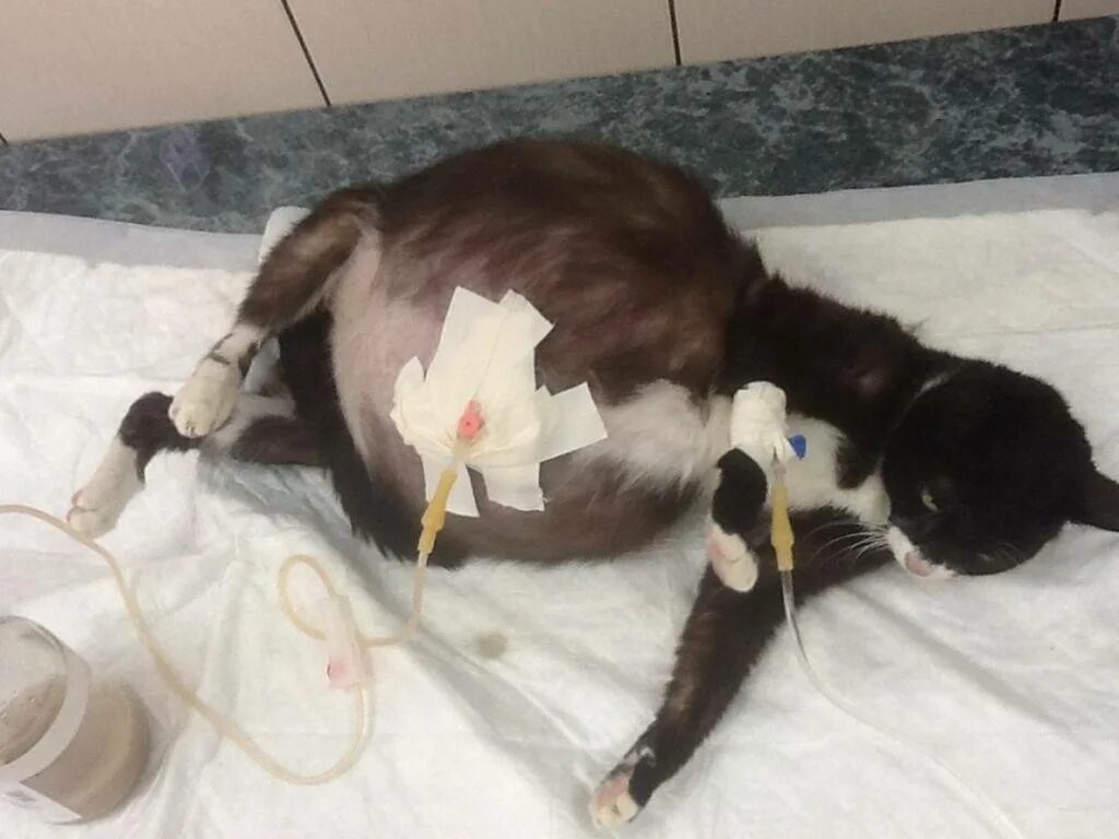 Пиометра у кошки операция. После стерилизации кошки через сколько можно кормить