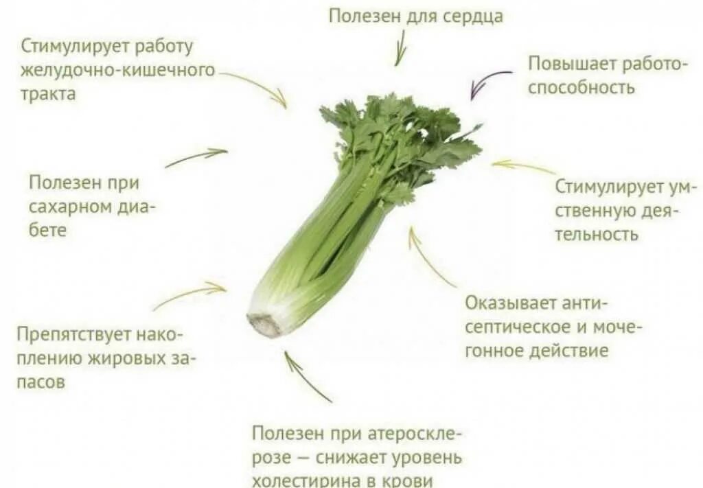 Чистят ли стебли сельдерея. Строение сельдерея черешкового. Сельдерей состав микроэлементов. Сельдерей черешковый состав. Стебель сельдерея польза.