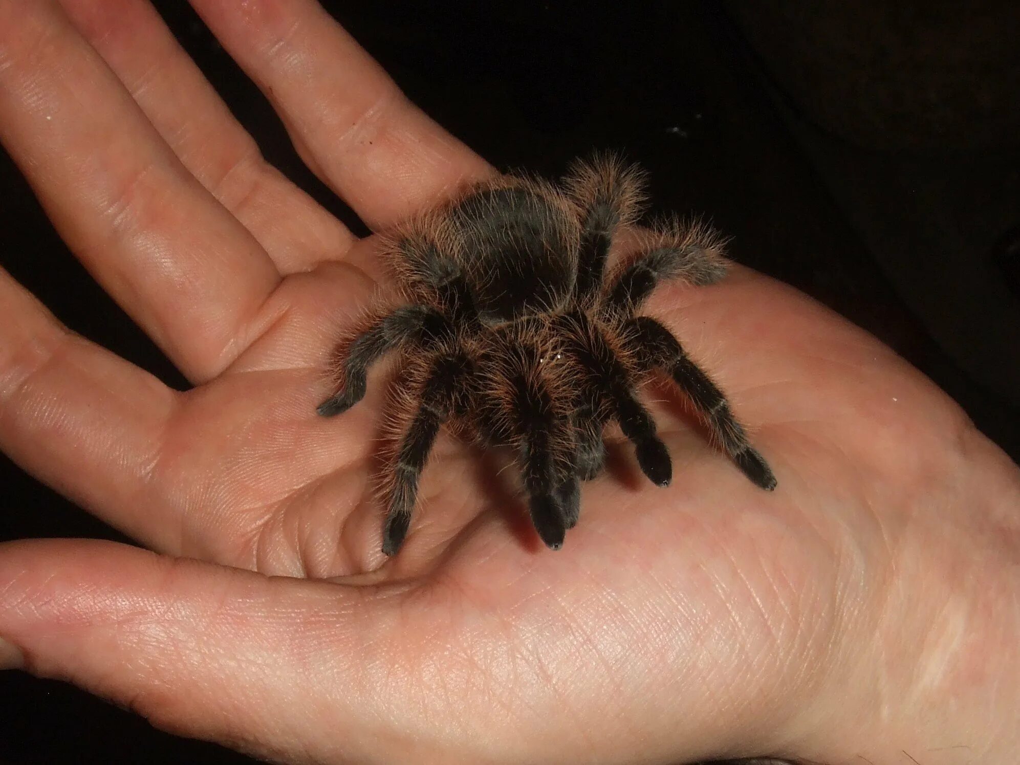 Брахипельма альбопилосум никарагуа. Паук птицеед brachypelma albopilosum. Брахипельма альбопилосум. Брахипельма альбопилосум. Брахупелма аблопилосум.
