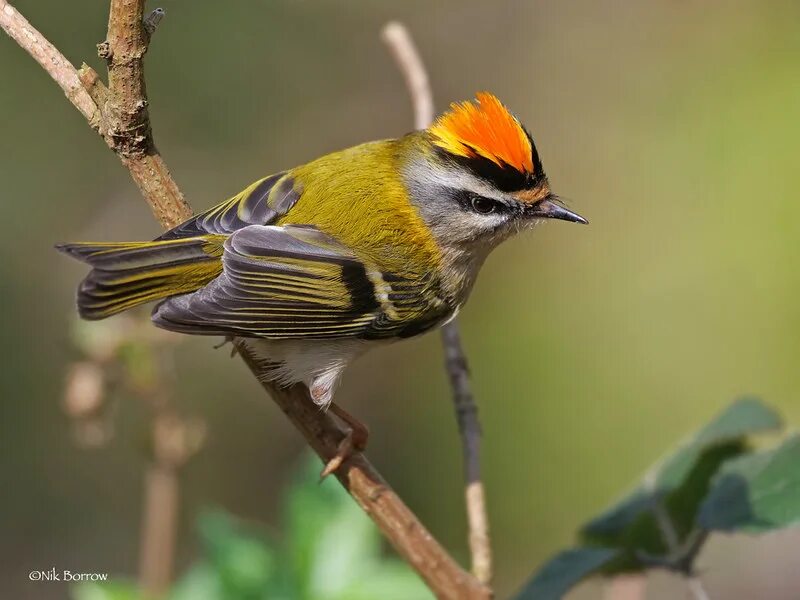Птичка красноголовый королёк. Птичка красноголовый королёк. Красноголовый королек птица. Regulus ignicapillus. Желтоголовый королёк птица.